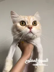  6 بس للتبني موجود بنابلس