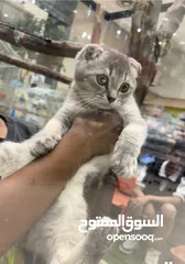  1 قط سكوتش للبيع ذكر رمادي  مع الانثى