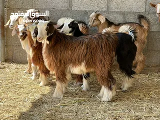  2 للبيع جدايه2وصخلات7جباليات سمان وكبار ماعليهن كلام راهيات وحلوات للتربيه او ذبح وحلال طيب ونظيف  ا