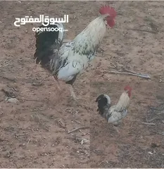  3 ثلاثه فراريج عربيه