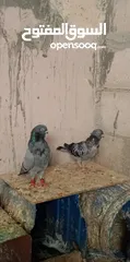  1 جواز وفراخ للبيع مشكل اقرء الوصف كامل