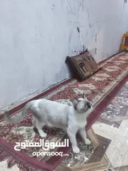  4 قطط للبيع نثايه