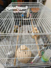  4 8 Beautiful and Healthy Zebra Finches with Large Spacious Cage Full Set for Sale :)