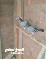  9 حمام لاحم فرنسي شغال  للبيع
