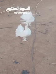  1 حمام حزاز 12دينار