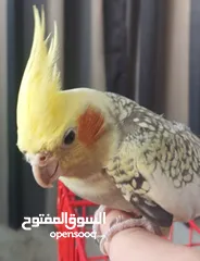  2 ببغاء للبيع