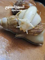  11 حلزونات أفريقية للبيع