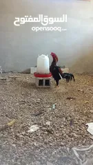  4 دجاج باكستاني للبيع خط أول