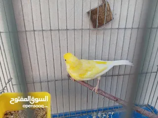  1 فحل كنار ليموني للبيع