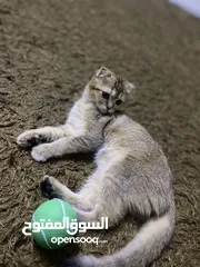  5 قطه منزليه