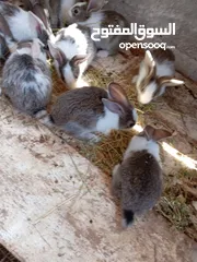  2 ارانب عمر شهر ونص