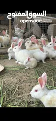  7 ارانب جميلات للتربيه