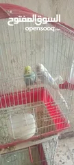  7 جواز حب شغاله