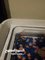  1 سمكة بيتا ازرق اللون