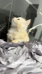  6 قططط للبيع