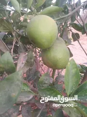  18 مزرعه 2 هكتار بمدينة الزاويه بسعر مناقس