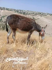  5 جحشه زرقا قطعه حلوه