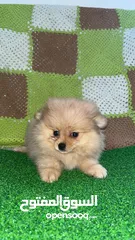 2 pomeranian pappy 3 months old