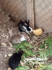  1 3 ارانب للبيع ذكر وانثايتين