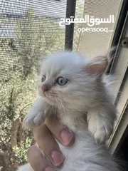  3 بسس هيمالايا مكس عمر شهرين للبيع