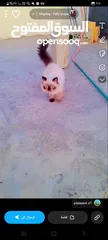  2 قطط للبيع هامالايا