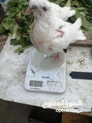  8 متاح لزبائنا الكرام زغاليل حمام بلدي وفرنسي  للأكل احجام سوبر جامبو وأوزان ممتازة التفاصيل بالوصف