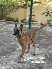  6 ‏مالينو  للبيع مدرب بالكامل