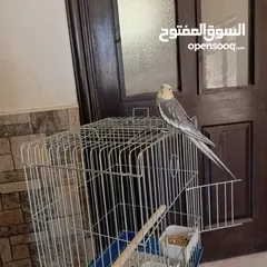  1 طائر كوكتيل للبيع أليف