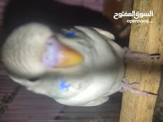  3 عصافير استرالي شباب فواتح للبيع