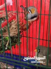  2 جوز نورمان