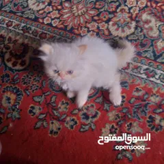  3 هملايا اورنج العمر شهرين