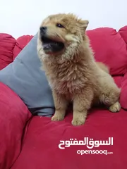  7 تشاو تشاو بيور انثى للبيع ماخذه المطاعيم متعوده على كل اشي