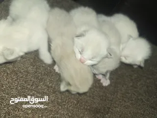  10 قطط هملايا وشيرازي