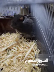  9 هامستر سوري ذكر وانثى مع 6 صغار الوان متنوعه الانثى هالبينو عيون حمر