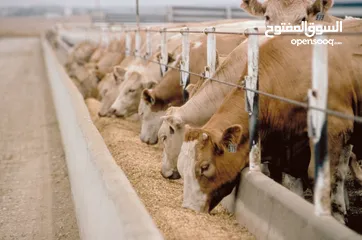  3 للباحثين عن بناء شركة للاستثمار الزراعى والانتاج الحيوانى