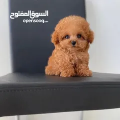  2 Toy Poodle Puppy