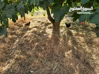  4 دجاج للبيع البزره القديمه