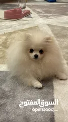  4 Pomeranian