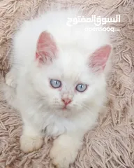  2 متوفر قط شيرازي فارسي  شهرين ونص