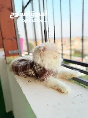  10 قط سكوتش فولد مميز منزلي اليف وسعره مناسب خالي من اي امراض او مشاكل صحية