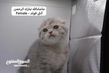  19 سكوتش كيتن فولد وستريت الوان مميزه ليلك ومشمشي وغيرها 15 كيتن
