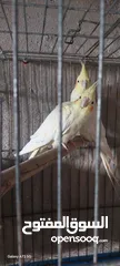  2 جوزين كوكتيل شغالات