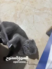  11 قط Scottish Fold للبيع بسعر مميز