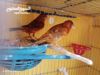  6 جوز كناري نحاسي كرزي مع فراخه و ثلاثة حبات مخاليف عمر شهرين ونص