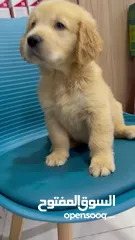  6 Golden retriever puppy