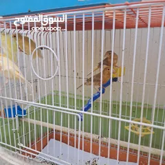  2 عصافير كنار للبيع