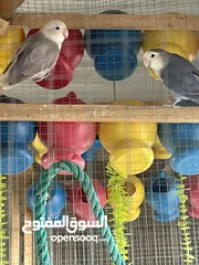  2 جوز روز شغال