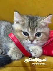  4 نوعيه سكوتش كولد ستريت 