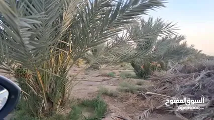  4 39دونم مزروعه بلح مجدول موق مميز جدا
