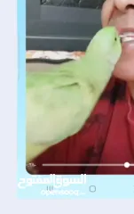  12 ترويض وتدريب ببغاء الدرارة الهندي الشرس ببغاء صيد خلال شهر فقط بتستلمو اليف مية بالمية ما بعض نهائي